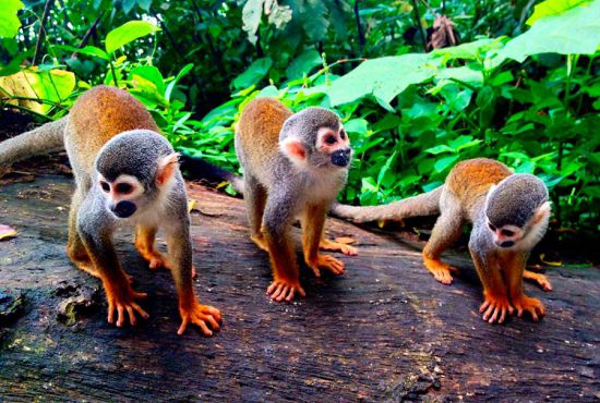 IQUITOS CIUDAD Y SELVA
